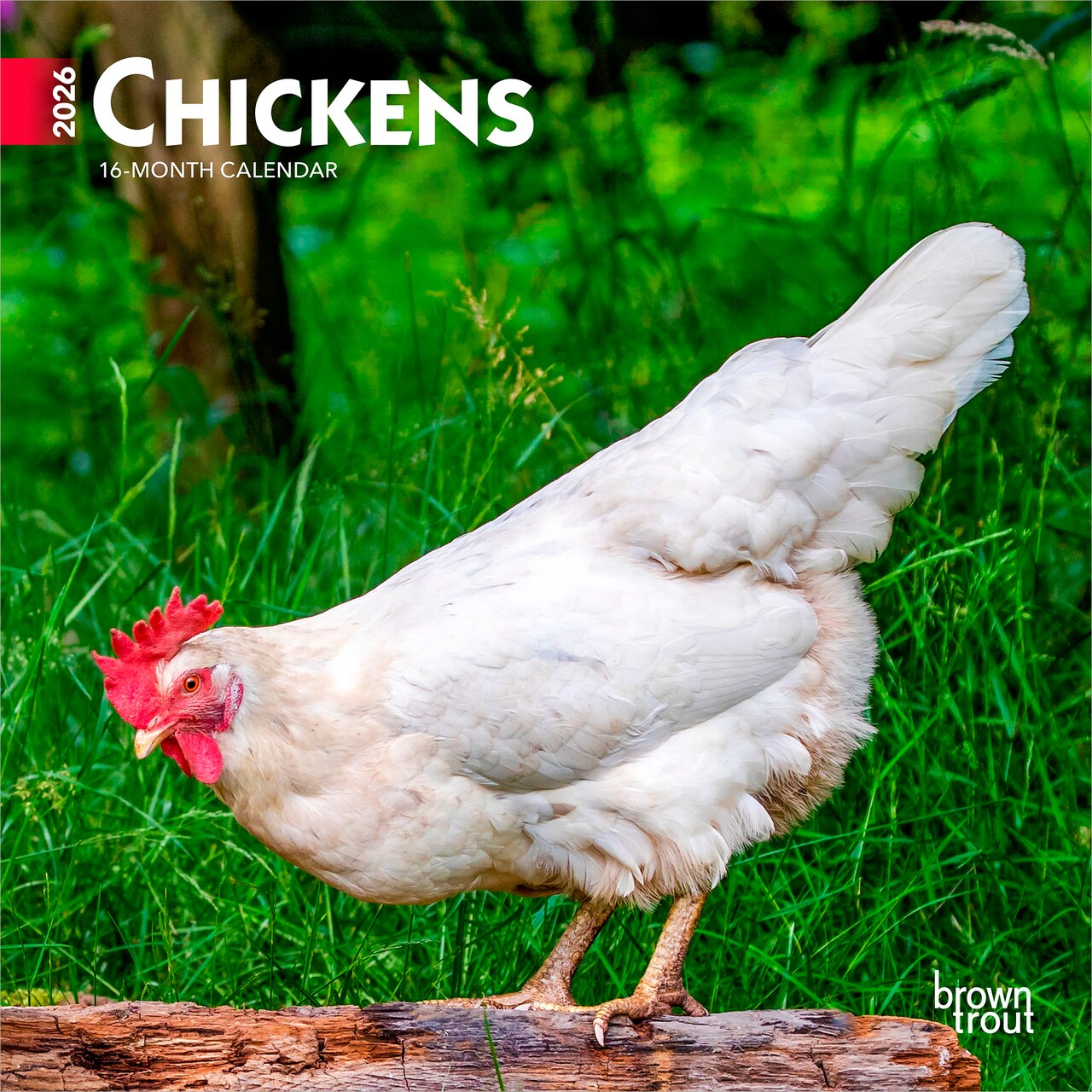 Chickens | 2026 7 x 14 Inch (Hanging) Monthly Mini Wall Calendar